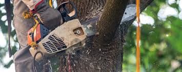 Best Tree Cabling and Bracing  in Springdale, NC