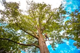 Best Lot and Land Clearing  in Springdale, NC