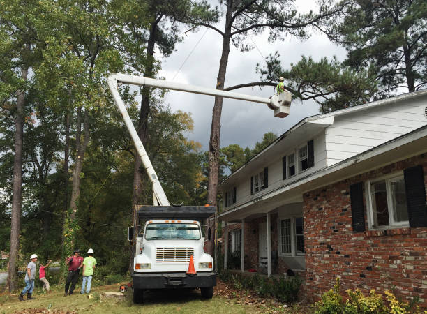 Best Tree Planting  in Springdale, NC