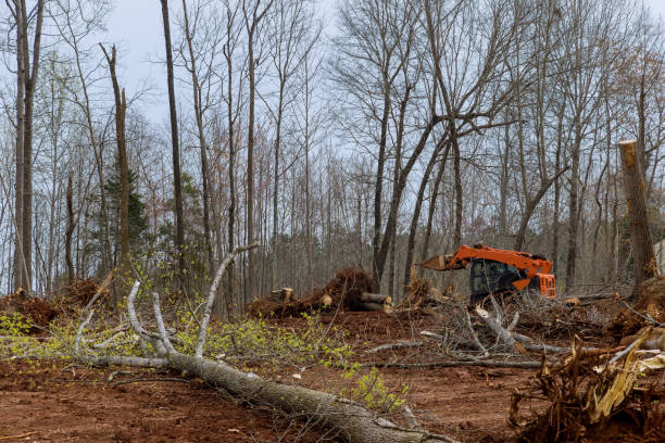 Best Root Management and Removal  in Springdale, NC