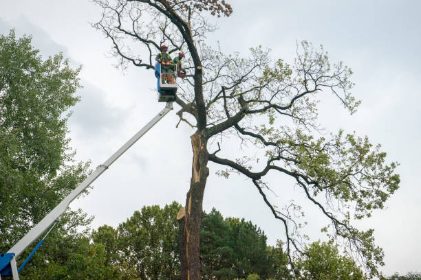 Reliable Springdale, NC Tree Services Solutions