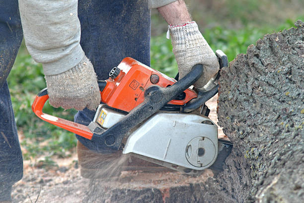 Best Tree and Shrub Care  in Springdale, NC