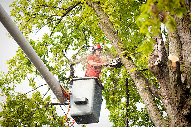 Best Tree Removal  in Springdale, NC