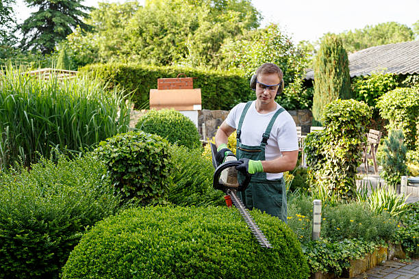 Best Tree Maintenance Programs  in Springdale, NC