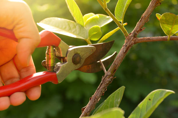  Springdale, NC Tree Services Pros